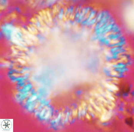 Caracomia arctica VR 08900