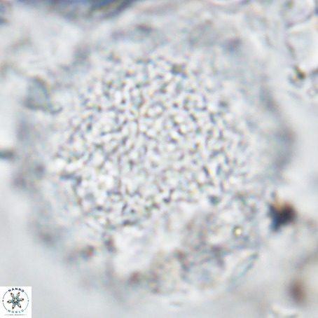 Caracomia arctica VR 08903