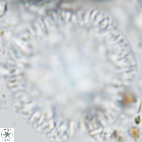 Caracomia arctica VR 08904
