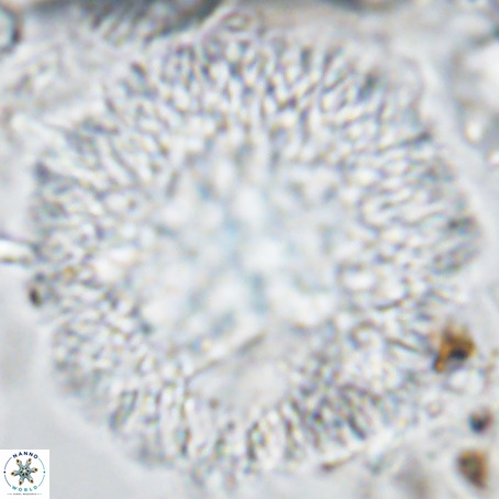 Caracomia arctica VR 08905