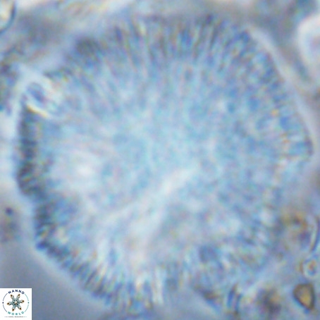 Caracomia arctica VR 08906