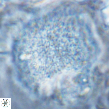 Caracomia arctica VR 08907