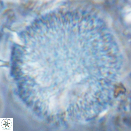 Caracomia arctica VR 08908