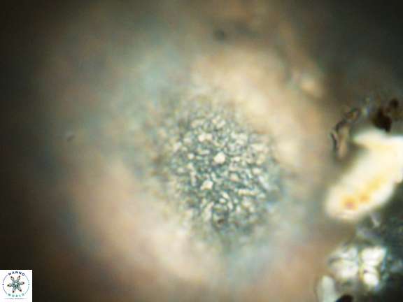 Caracomia elleiptikos VR 09058
