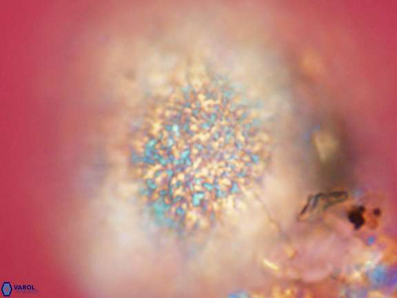 Caracomia elleiptikos VR 09059