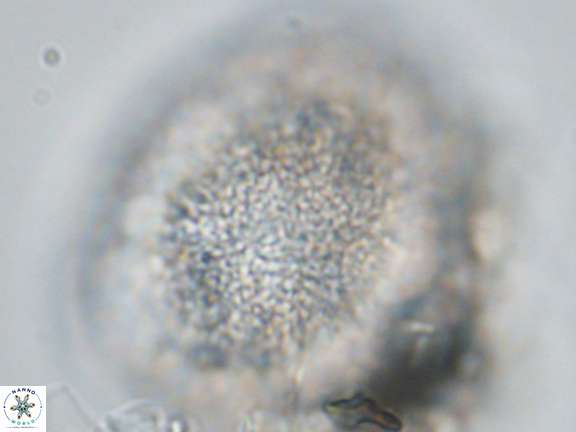 Caracomia elleiptikos VR 09068