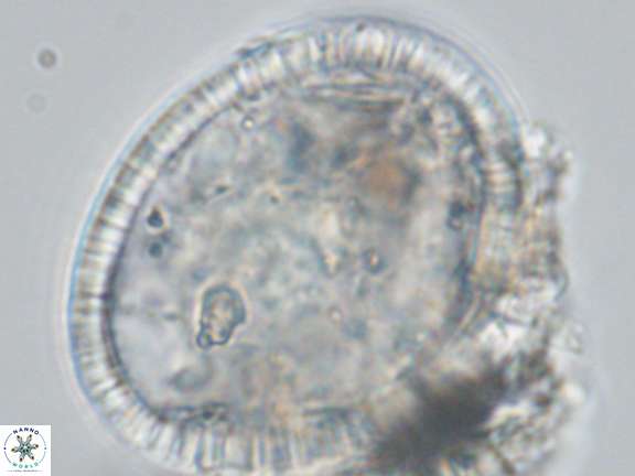 Caracomia elleiptikos VR 09069