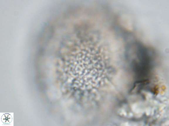 Caracomia elleiptikos VR 09071