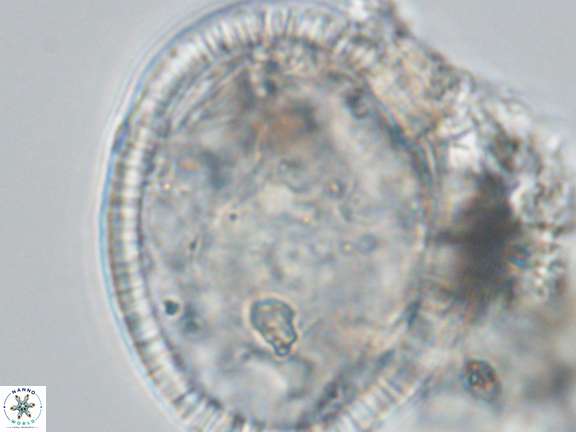 Caracomia elleiptikos VR 09072