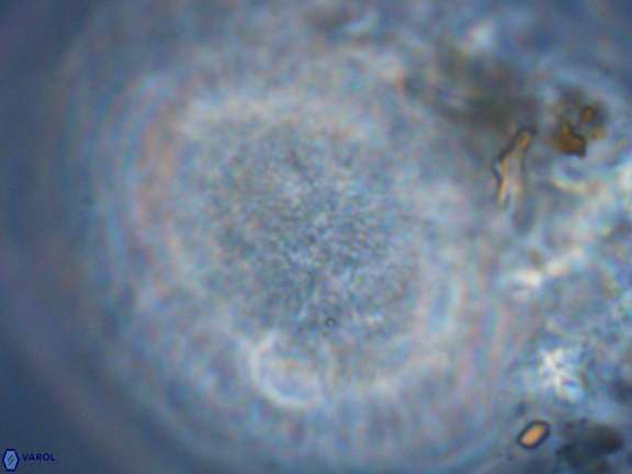 Caracomia elleiptikos VR 09078