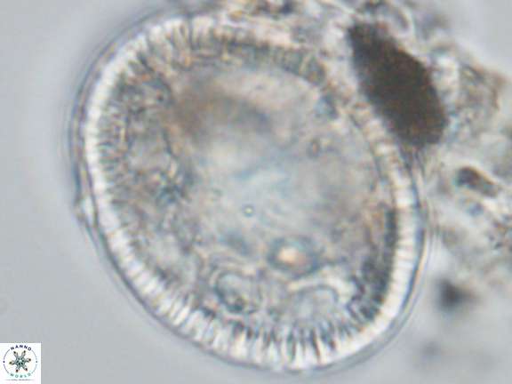 Caracomia elleiptikos VR 09079