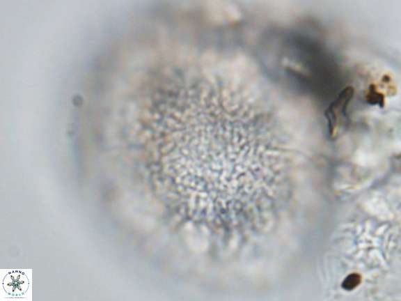 Caracomia elleiptikos VR 09080