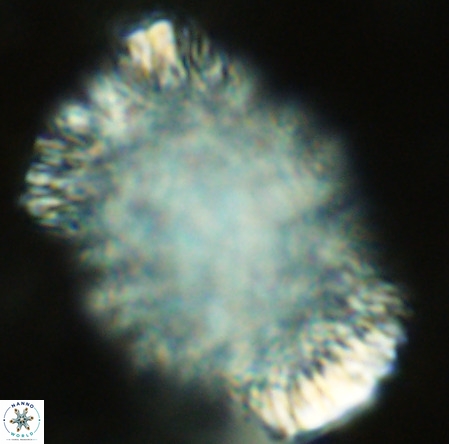 Caracomia arctica VR 08594