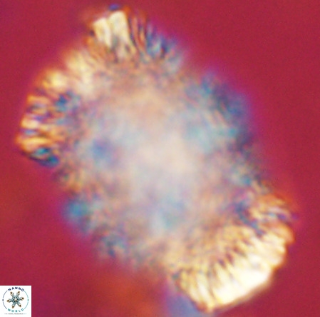 Caracomia arctica VR 08595
