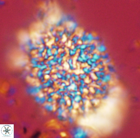 Caracomia arctica VR 08596