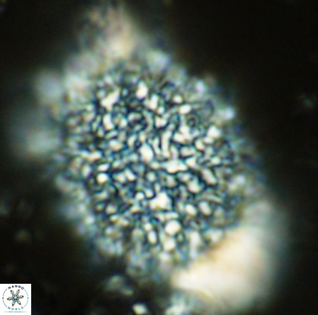 Caracomia arctica VR 08597