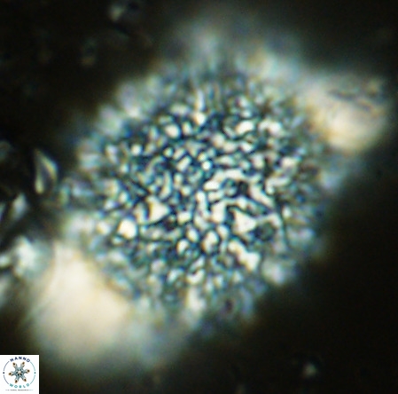 Caracomia arctica VR 08598