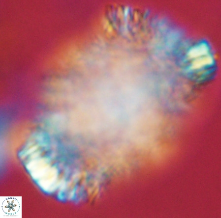 Caracomia arctica VR 08600