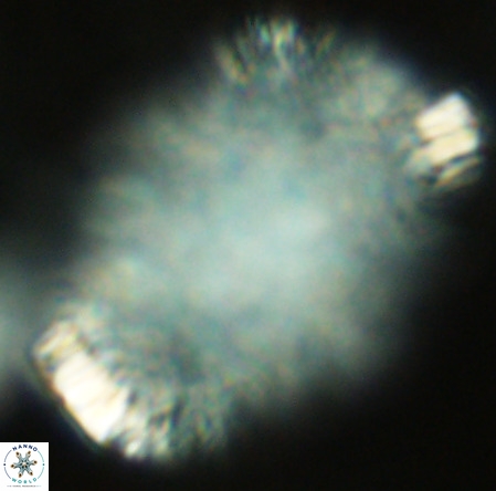 Caracomia arctica VR 08601