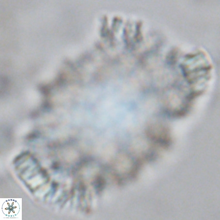 Caracomia arctica VR 08604