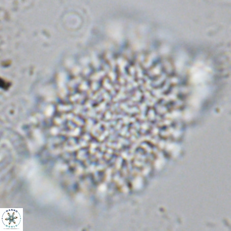 Caracomia arctica VR 08605