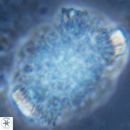 Caracomia arctica VR 08606