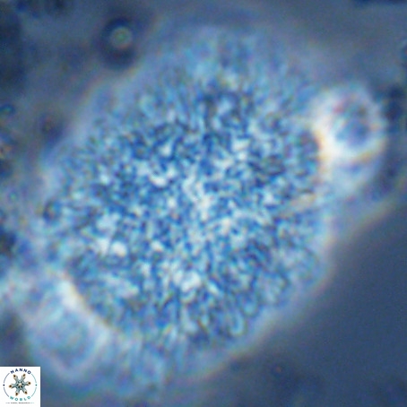 Caracomia arctica VR 08607