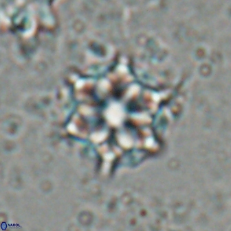 Catinaster magnificus 26461