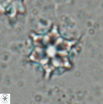 Catinaster magnificus 26461