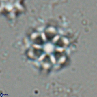 Catinaster magnificus 26463