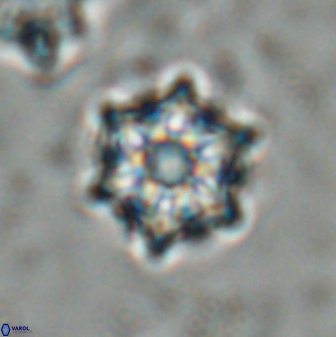 Catinaster magnificus 26465