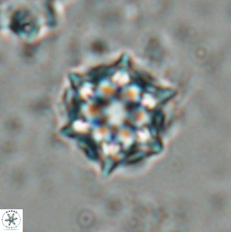 Catinaster magnificus 26466
