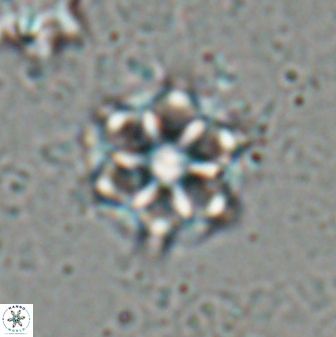 Catinaster magnificus 26468