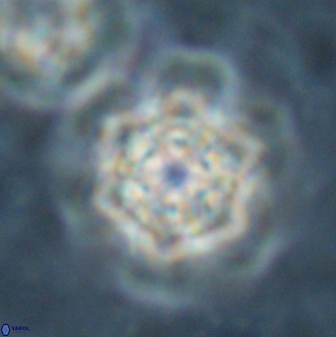 Catinaster magnificus 26470