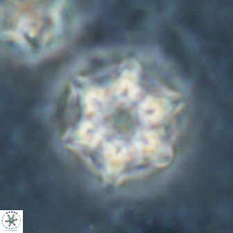 Catinaster magnificus 26471