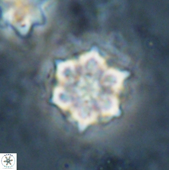 Catinaster magnificus 26472