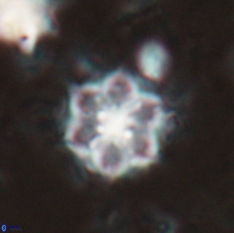 Catinaster magnificus 26477