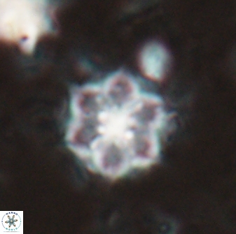 Catinaster magnificus 26477
