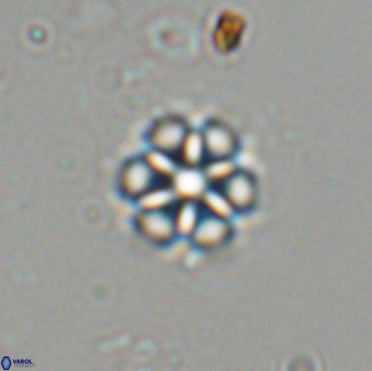 Catinaster magnificus 26579