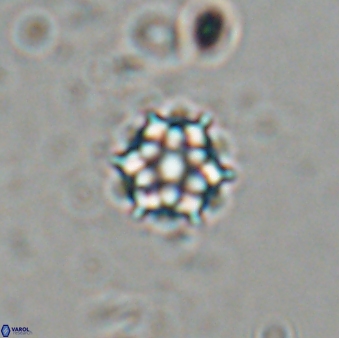 Catinaster magnificus 26580