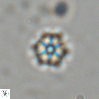 Catinaster magnificus 26581
