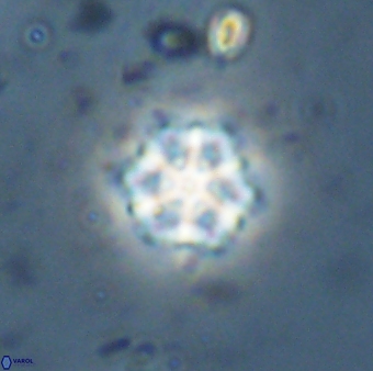 Catinaster magnificus 26582