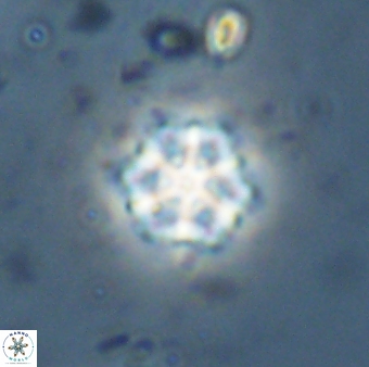 Catinaster magnificus 26582