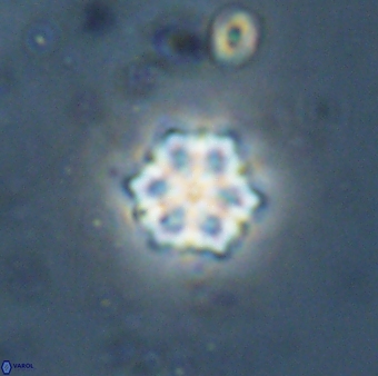 Catinaster magnificus 26584