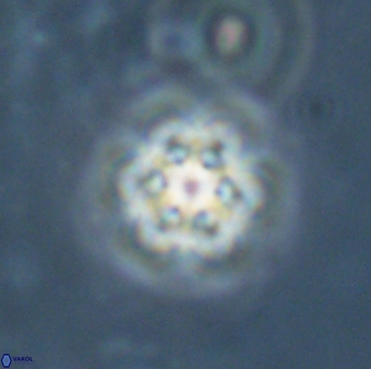 Catinaster magnificus 26586