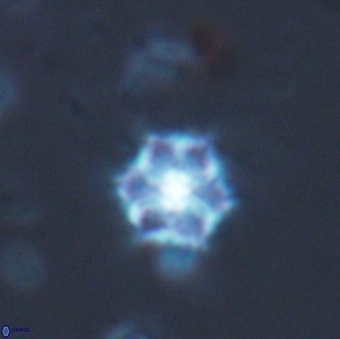 Catinaster magnificus 26587