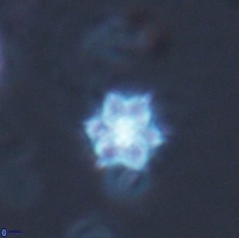 Catinaster magnificus 26588