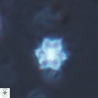 Catinaster magnificus 26588