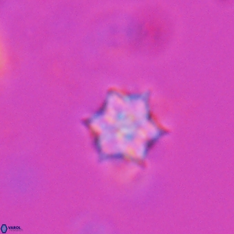 Catinaster magnificus 26589