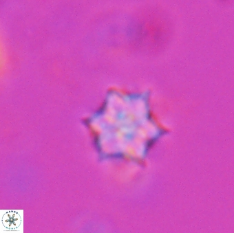 Catinaster magnificus 26589